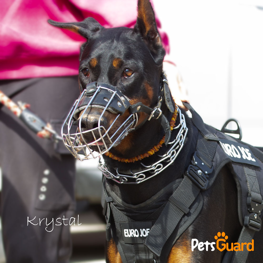 imagine caine doberman cu ham, botnita si zgarda chihlimbar