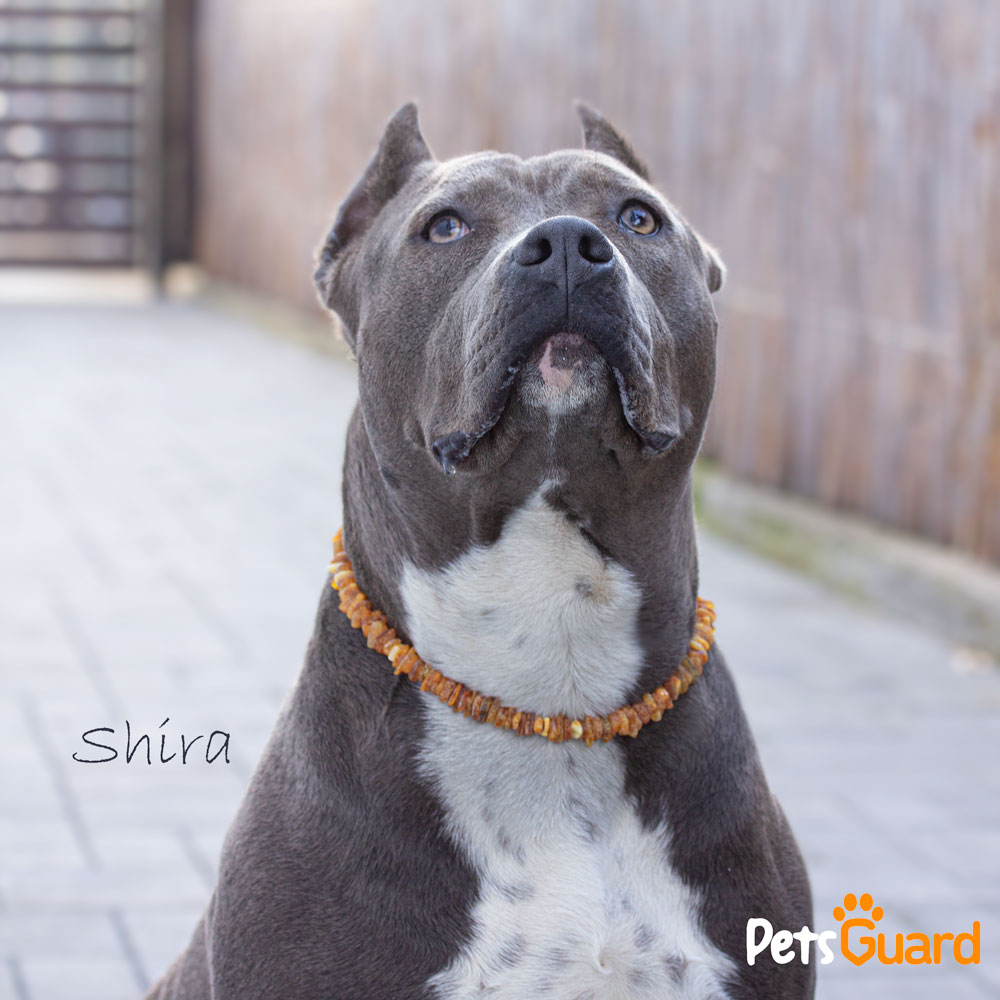 Imagine cu pitbull gri in curte purtand o zgarda antiparazitara din chihlimbar