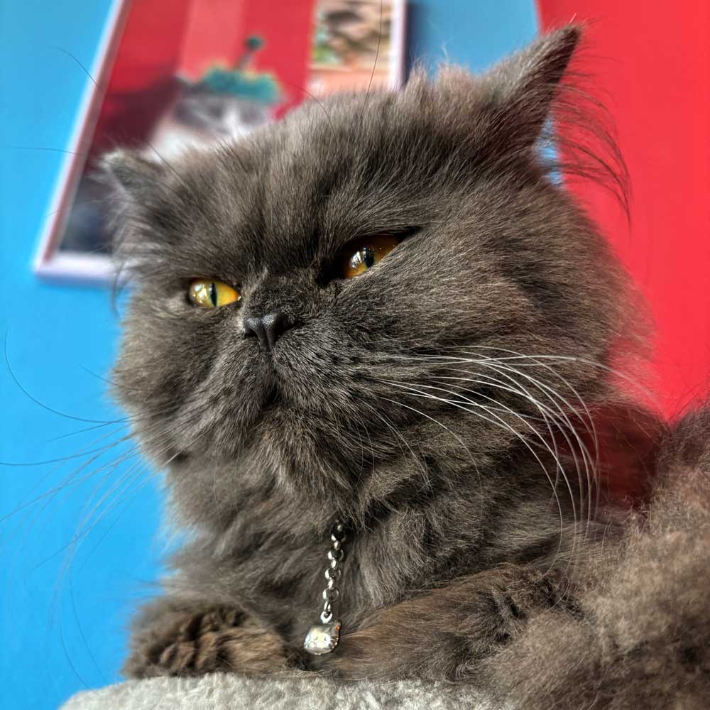 Pisica persana Ash de la cafeneaua petshop din oracdea purtand zgarda chihlimbar