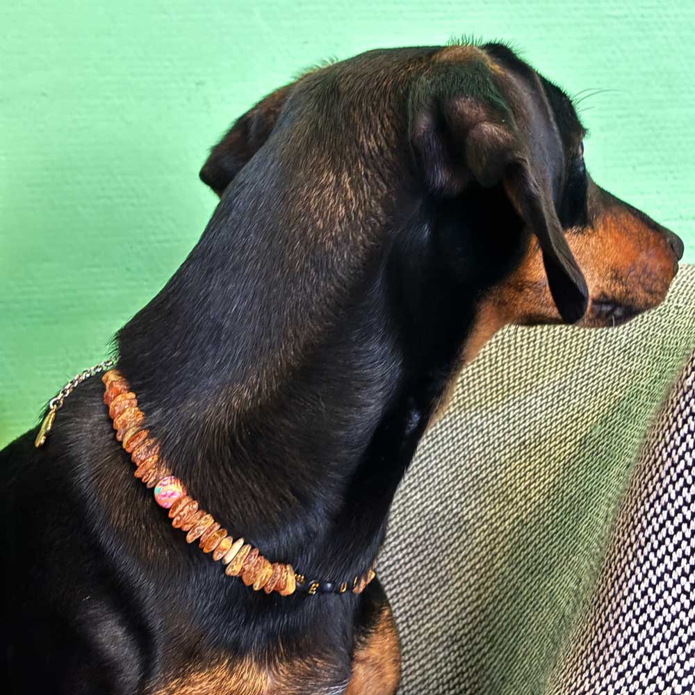 winnie, teckel care adora zgarda de chihlimbar