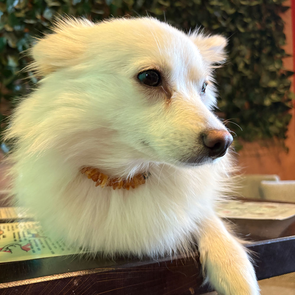 daisy, caine din rasa pomeranian cu zgarda din chihlimbar